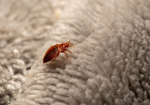 Bed Bug Treatment in Ujjain
