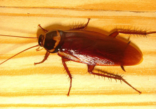 Cockroach Control Services in Ujjain